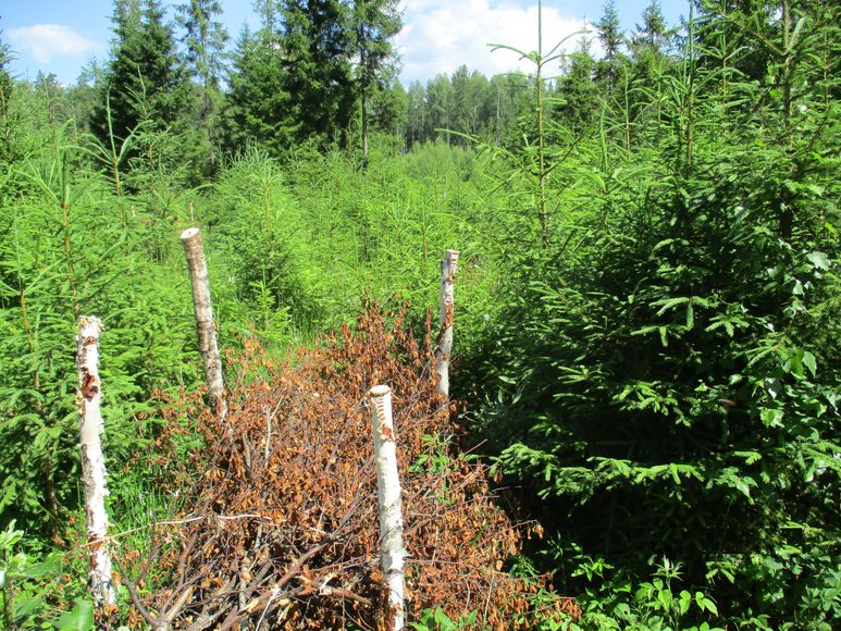 Лесные инспекторы Ярославской области ведут приёмку лесохозяйственных работ у арендаторов - фото 1