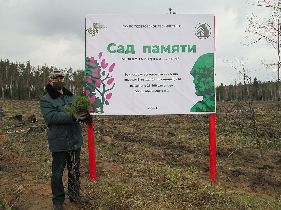 Более 210 тысяч деревьев и кустарников высадили во Владимирской области в ходе проведения акции «Сад памяти» - фото 1
