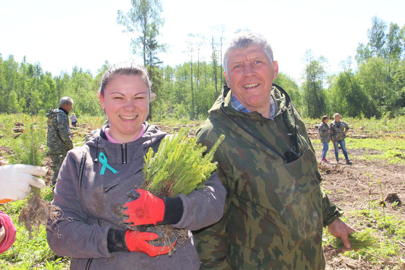 Более 60 тысяч деревьев высажено в Ярославском регионе - фото 1
