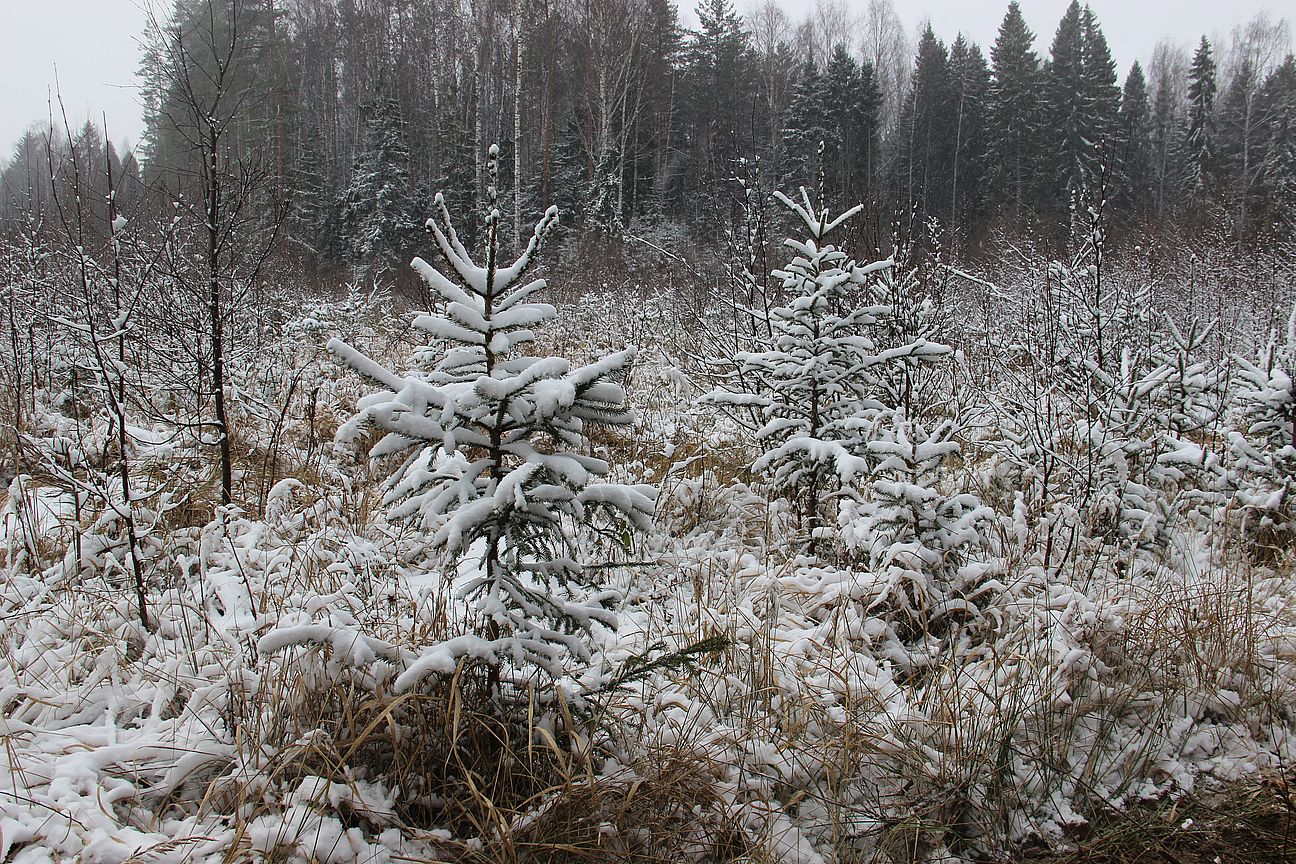 В Ярославской области в рамках инвентаризации лесных культур обследуют более 5 тысяч гектаров земель лесного фонда - фото 1