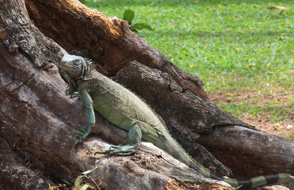 Динозавры живы. Они с нами! Зеленые игуаны Южной Америки                                                       - фото 15
