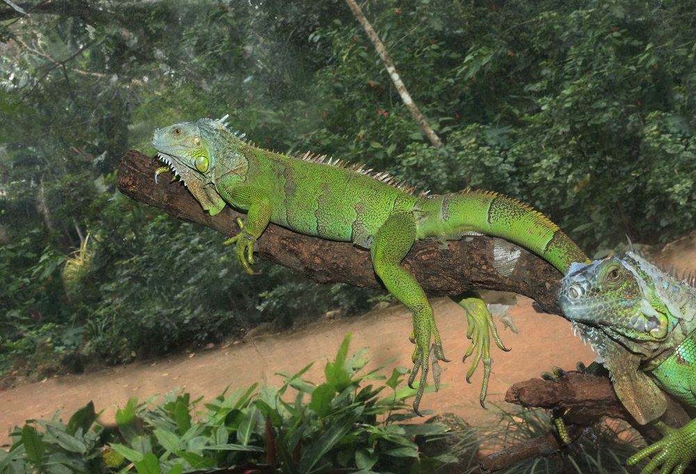 Динозавры живы. Они с нами! Зеленые игуаны Южной Америки                                                       - фото 20
