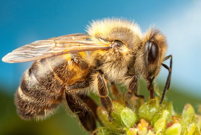 «Раздаются мрачные прогнозы об исчезновении к 2035 г. популяции пчел в мире в целом» - Интервью - фото 2