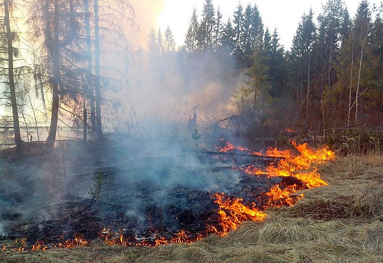 За выходные в Смоленской области произошло два лесных пожара - фото 1