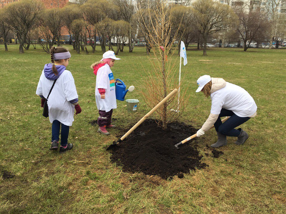 В парке 850-летия Москвы высадили аллею лиственниц - фото 3