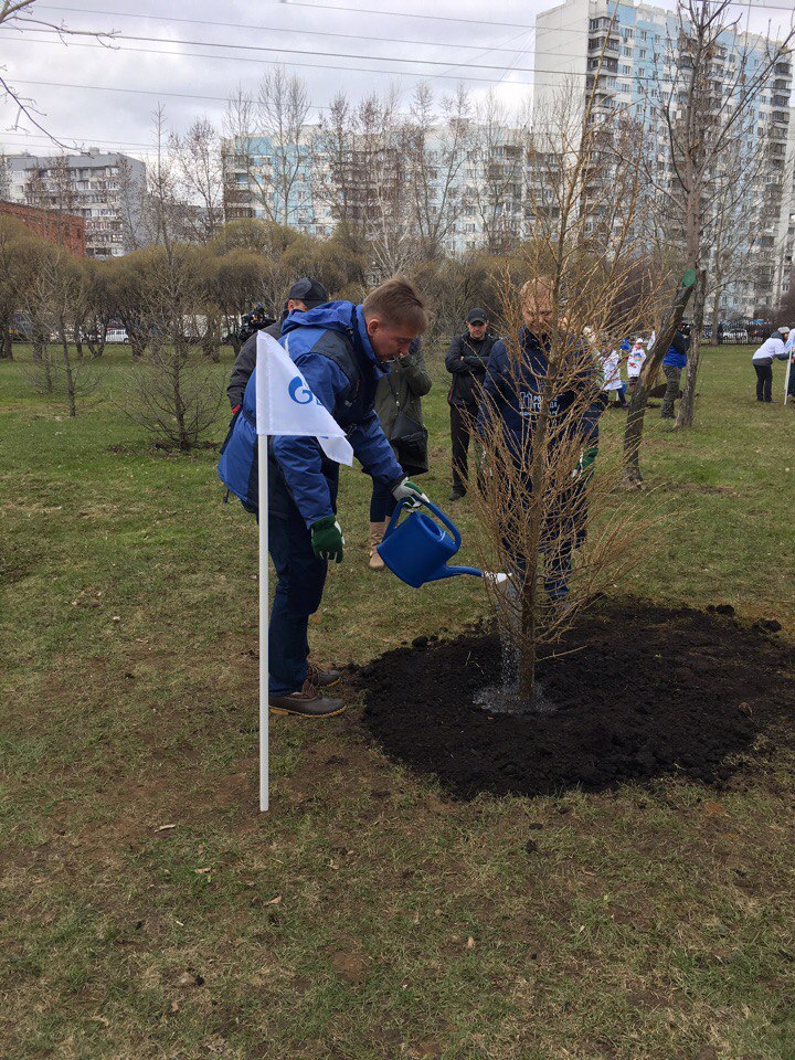 В парке 850-летия Москвы высадили аллею лиственниц - фото 6