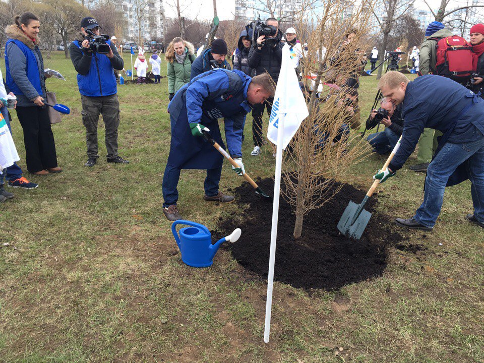 В парке 850-летия Москвы высадили аллею лиственниц - фото 4