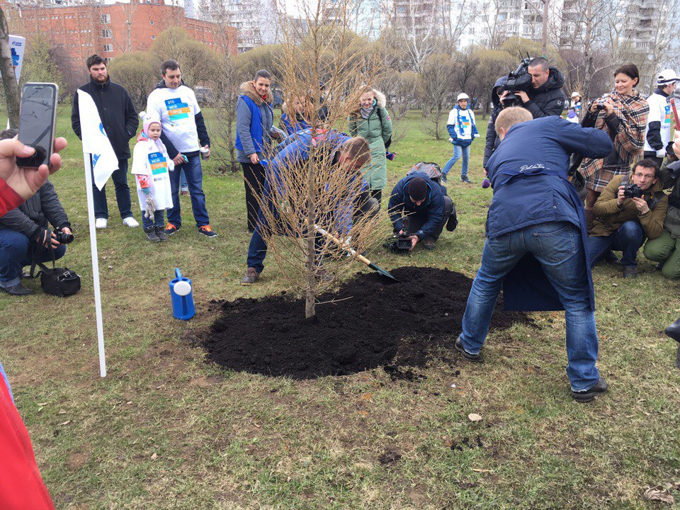 В парке 850-летия Москвы высадили аллею лиственниц - фото 5