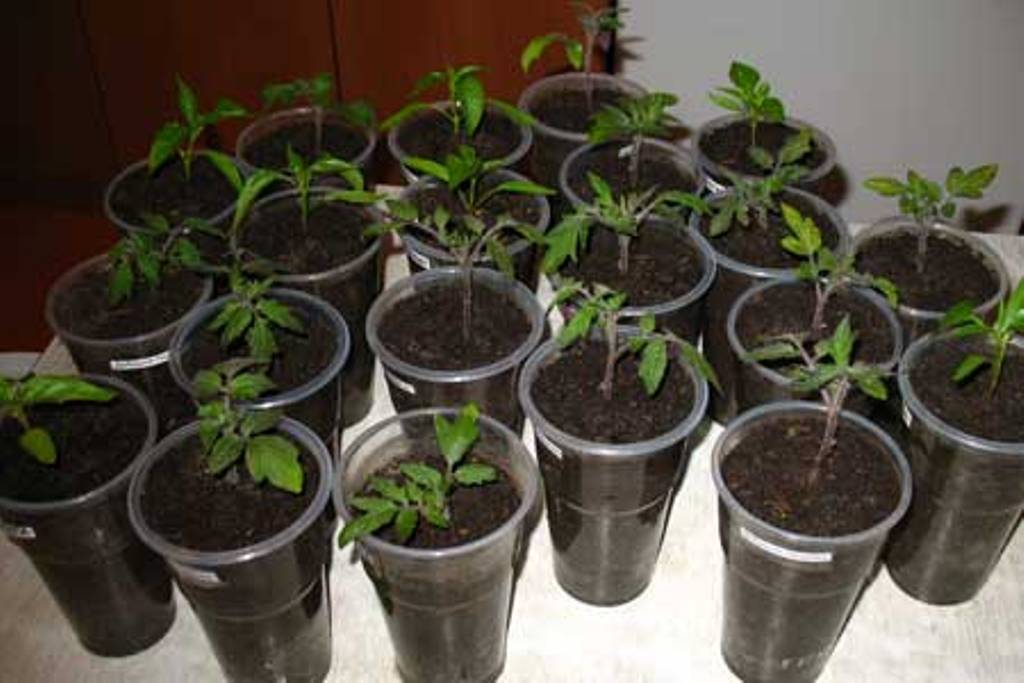  Антикризис. Выращиваем рассаду томатов  - фото 3