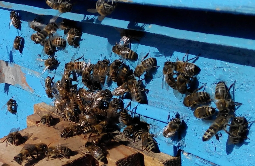  Первый весенний пчелиный облет  - фото 2