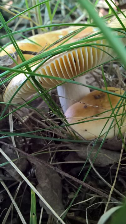 Биостанция "ЭкоГрада": грибы, тина и следы бобров - фото 12
