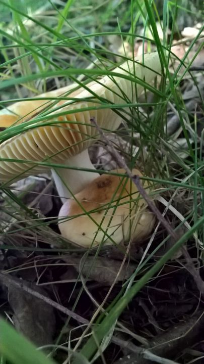 Биостанция "ЭкоГрада": грибы, тина и следы бобров - фото 13