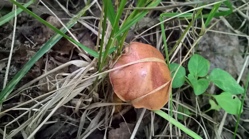 Биостанция "ЭкоГрада": грибы, тина и следы бобров - фото 2