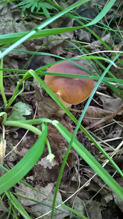 Биостанция "ЭкоГрада": грибы, тина и следы бобров - фото 23