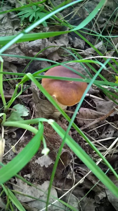 Биостанция "ЭкоГрада": грибы, тина и следы бобров - фото 24