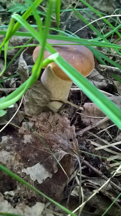 Биостанция "ЭкоГрада": грибы, тина и следы бобров - фото 25