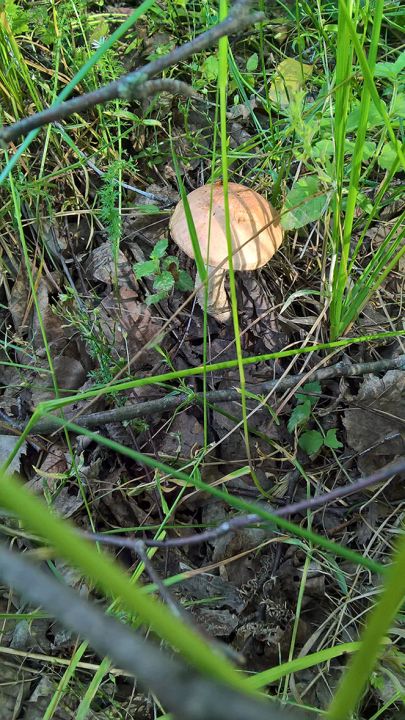 Биостанция "ЭкоГрада": грибы, тина и следы бобров - фото 27
