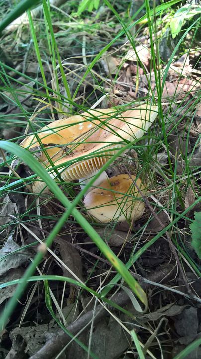 Биостанция "ЭкоГрада": грибы, тина и следы бобров - фото 8