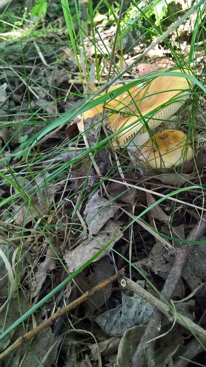 Биостанция "ЭкоГрада": грибы, тина и следы бобров - фото 9