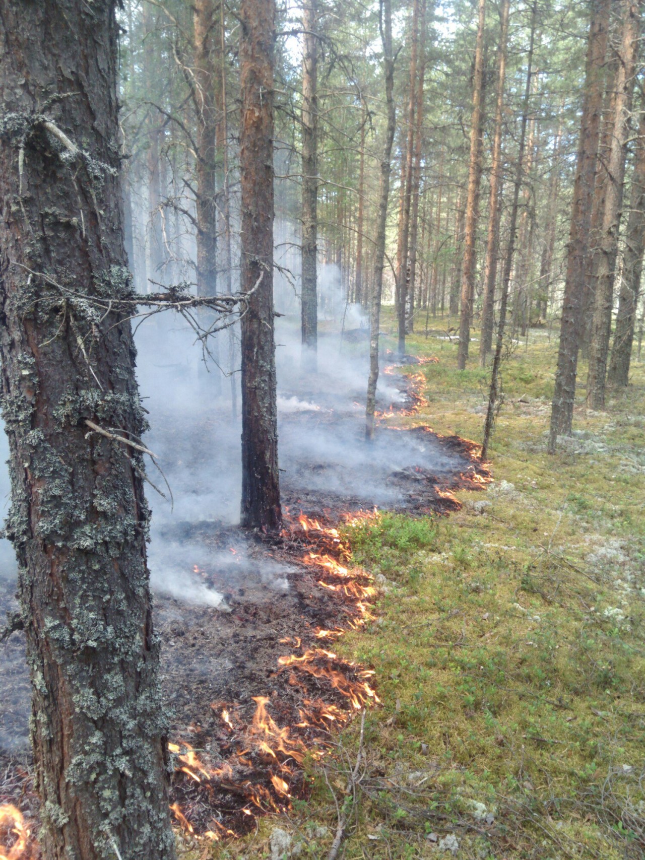 В Ярославской области ликвидирован лесной пожар - фото 1