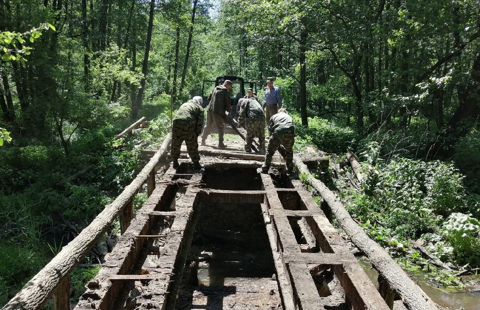 Лесники Усманского района Липецкой области отремонтировали мосты - фото 1