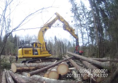 Результаты государственного лесного надзора в смоленских лесах. «Черные» лесорубы незаконно вырубили лесные насаждения на площади более 5 га - фото 1