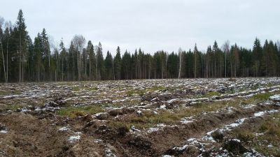 В Ярославской области принимаются работы по подготовке почвы под лесные культуры - фото 1