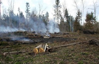 Сжигание порубочных остатков в подмосковных лесах - фото 1