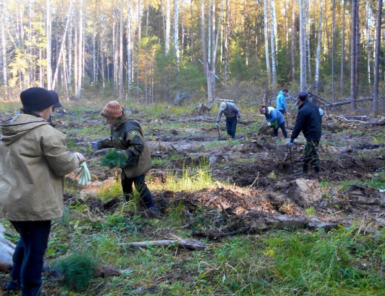 В Рязанской области подведены итоги Всероссийской осенней акции «Живи, лес!» - фото 6