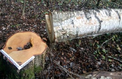 Житель Ярославской области получил реальный срок за незаконную рубку деревьев - фото 1