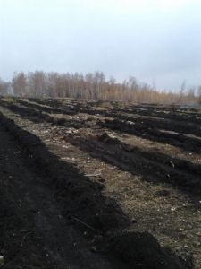 В Липецкой области завершены работы по подготовке почвы под лесные культуры будущего года - фото 1