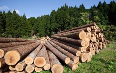 Итоги работы по заготовке древесины арендаторов лесных участков на территории Костромской области за 9 месяцев 2018 года - фото 1