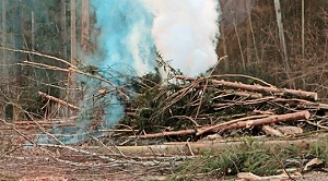 В лесничествах Воронежской области начались работы по сжиганию древесных остатков - фото 1