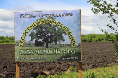 В Курской области продолжается создание лесосеменной плантации - фото 1
