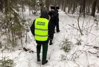 Лесная охрана контролирует заготовку новогодних деревьев в Ярославской области - фото 1