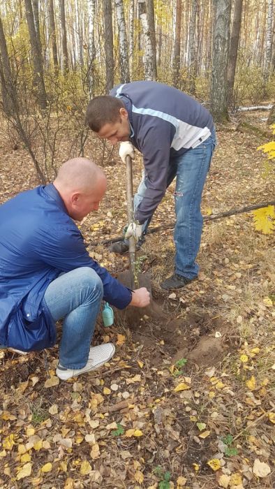 Горожане  Воронежа посадили акациевую аллею в лесу у дома - фото 2