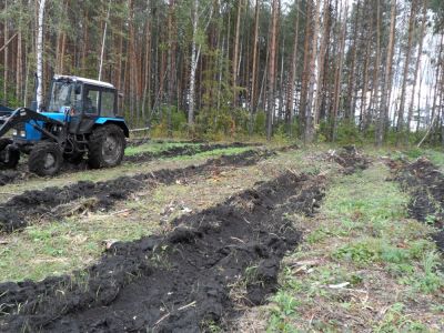 В Бутурлиновском лесничестве готовят почву под весенний посев желудей дуба - фото 1