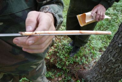 В Воронежской области завершена инвентаризация очагов вредителей леса - фото 1