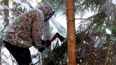 Лесные инспекторы на страже хвойных насаждений Воронежской области - фото 1