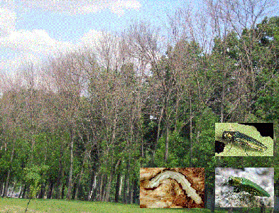 Лесопатологи обсудили, как бороться с ясеневой златкой в зеленых насаждениях Воронежа - фото 1