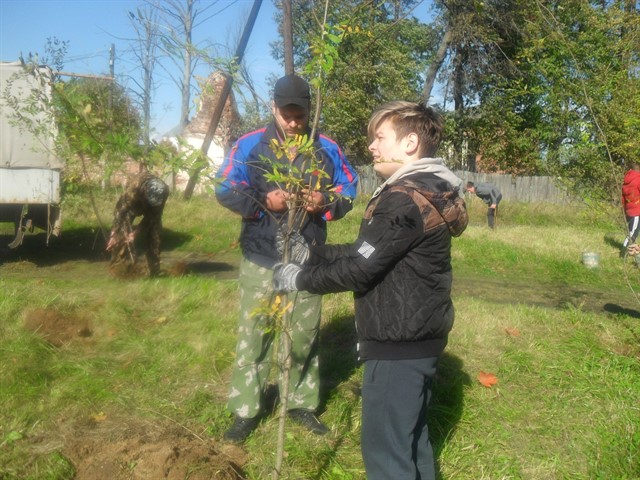 В городе Красный Холм Тверской области волонтеры посадили рябиновую аллею - фото 1