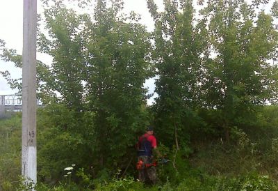 Борьба с кленом ясенелистным в Белгородской области - фото 1
