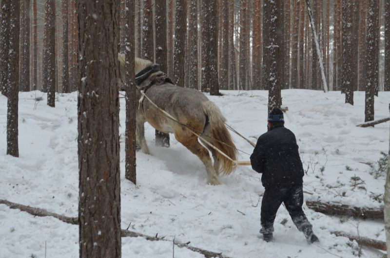 В Липецкой области лесникам в работе помогают  грациозные животные - фото 1