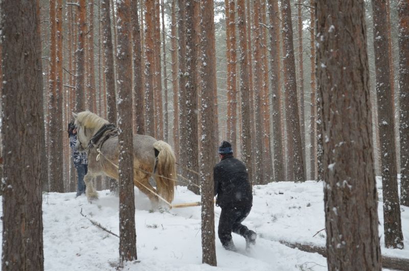 В Липецкой области лесникам в работе помогают  грациозные животные - фото 2