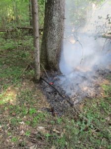 В Ершичском лесничестве Смоленской области произошел лесной пожар - фото 1
