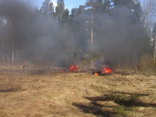 Пожароопасный сезон в лесах Ярославской области завершен - фото 3