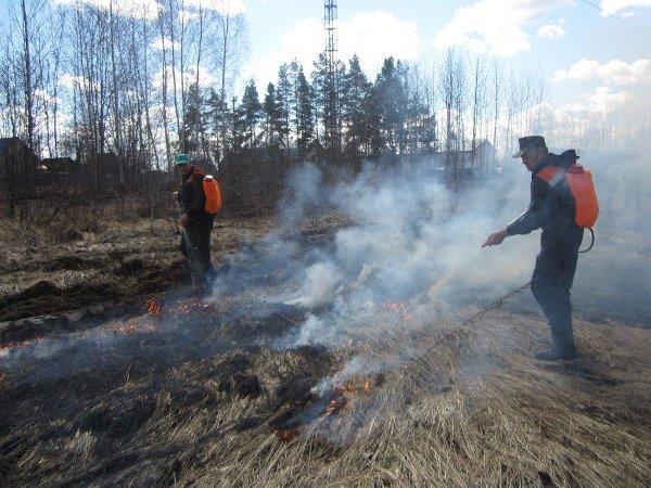 Пожароопасный сезон в лесах Ярославской области завершен - фото 4