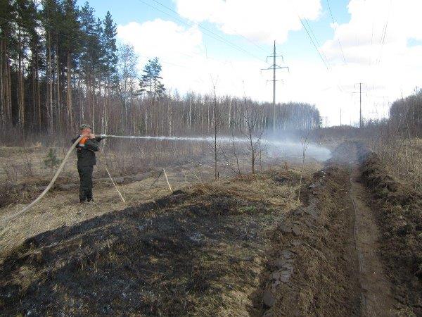 Пожароопасный сезон в лесах Ярославской области завершен - фото 5
