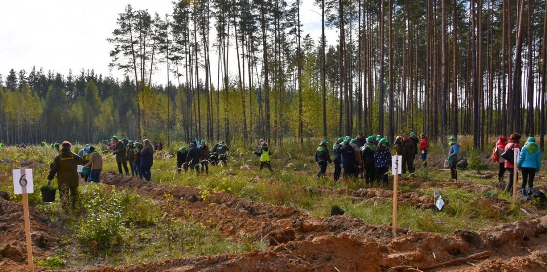 В Рязанской области стартовала Всероссийская акция «Живи, лес!» - фото 20
