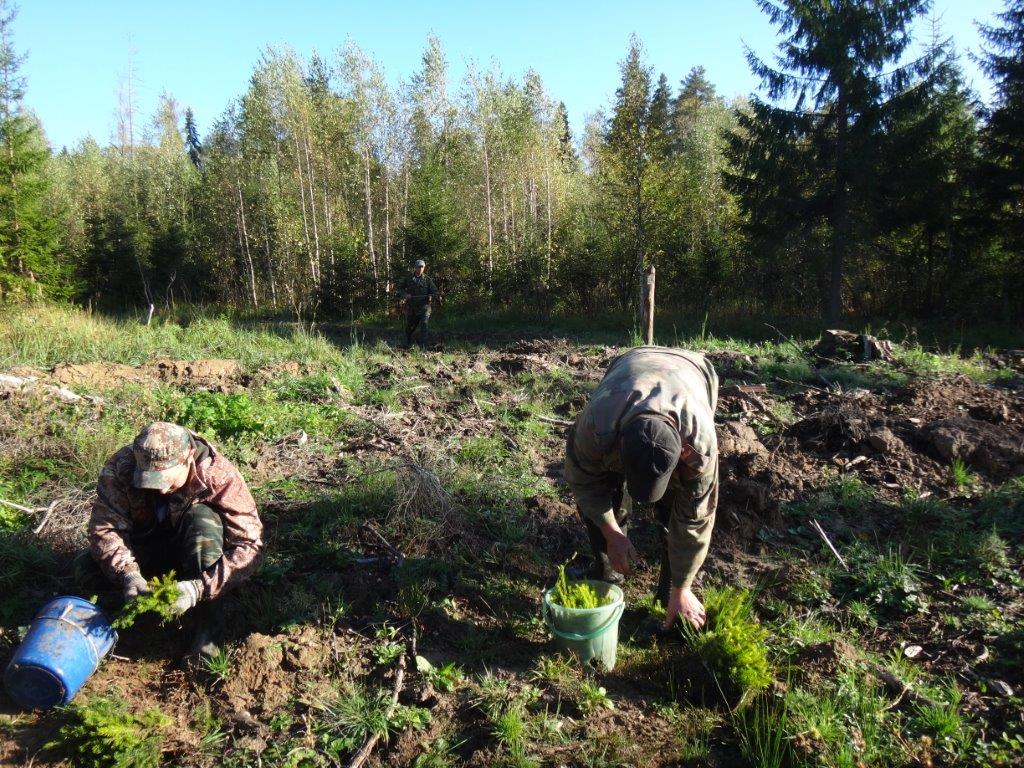 Работники лесничеств Ярославской области   принимают активное участие в акции «Живи, лес!» - фото 2